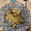 A close-up, overhead shot of spaghetti with clams served on a decorative blue and white plate. The pasta is topped with chopped green herbs. A small portion of a glass and a knife are visible in the background.