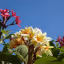 A vibrant close-up photograph of yellow and pink plumeria flowers set against a bright, clear blue sky.