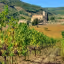 The image displays a well-composed and vibrant landscape featuring rows of vineyards in the foreground, leading towards a historical building (likely a church or monastery) in the mid-ground, set against a backdrop of lush green hills and a clear blue sky. The lighting is natural and even, contributing to the photo-realistic quality and accurate colors.