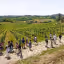 A group of people are walking on a dirt path through a vineyard on a sunny day. Rolling hills covered in vineyards stretch into the distance under a bright sky.