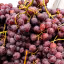 A vibrant, high-quality close-up image of fresh red grapes.